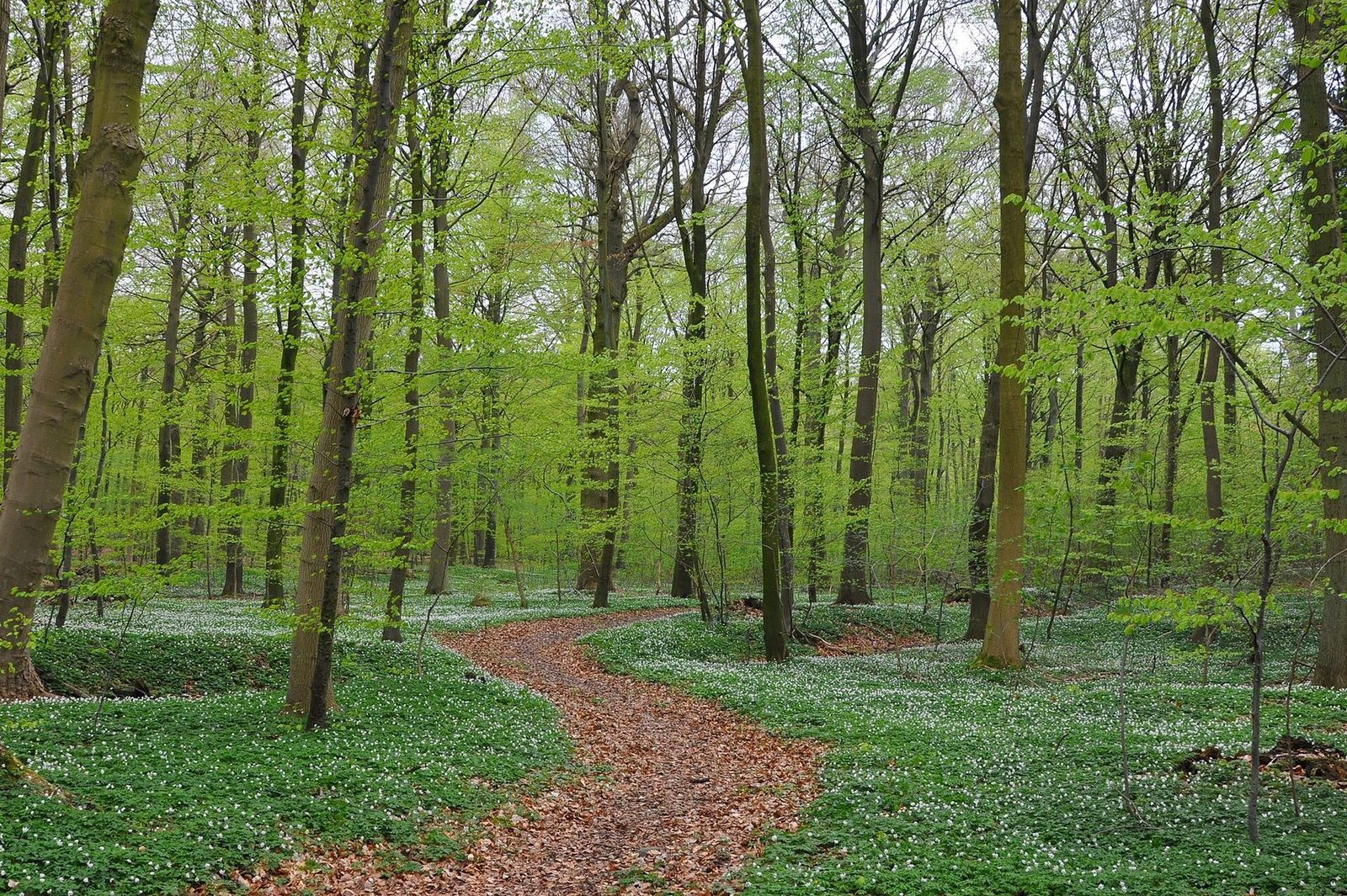 Skov og natur i Nordsjælland